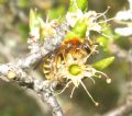 Andrena combinata